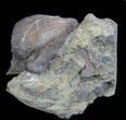 Platystrophia Brachiopod Fossil From Kentucky #35125-1